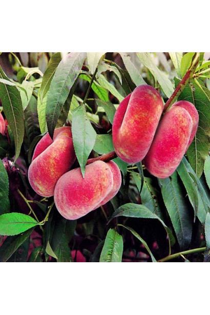 Соковиті плоди персика Pink Ring крупним планом